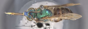 Media type: image;   Entomology 32584 Aspect: habitus dorsal view